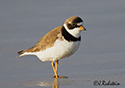 Charadrius semipalmatus